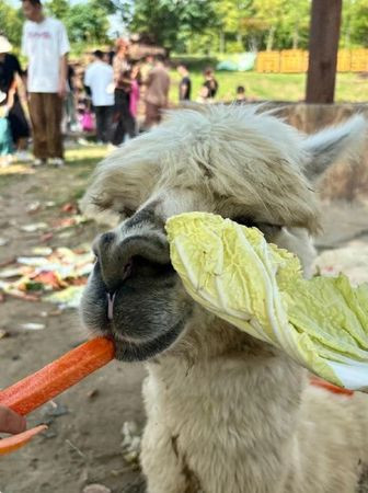 Động vật trong sở thú bỗng ngã quỵ trước mặt khách tham quan, nguyên nhân khiến mạng xã hội xôn xao Ảnh 1