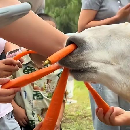 Động vật trong sở thú bỗng ngã quỵ trước mặt khách tham quan, nguyên nhân khiến mạng xã hội xôn xao Ảnh 2