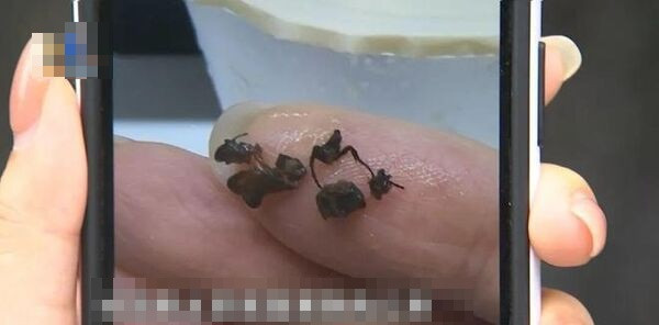 Uống trà sữa thì phát hiện vật khó nuốt, người phụ nữ kinh hãi khi nhổ ra