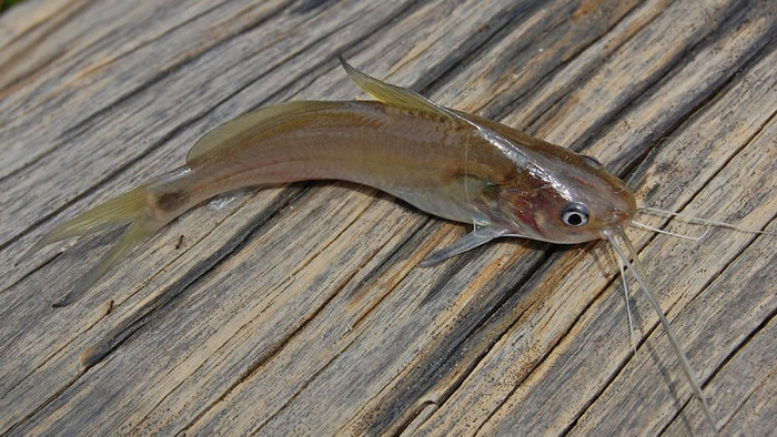 Cá chốt là loài cá quen thuộc, được cho là đặc sản của miền Tây. (Ảnh minh họa)