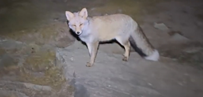 Người đàn ông đi leo núi bị lạc đường, kể lại sự việc ly kỳ được con 'hồ ly' giải cứu Ảnh 2