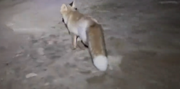 Người đàn ông đi leo núi bị lạc đường, kể lại sự việc ly kỳ được con 'hồ ly' giải cứu Ảnh 4