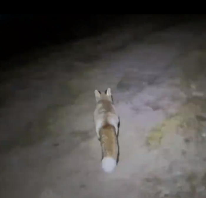 Người đàn ông đi leo núi bị lạc đường, kể lại sự việc ly kỳ được con 'hồ ly' giải cứu Ảnh 1