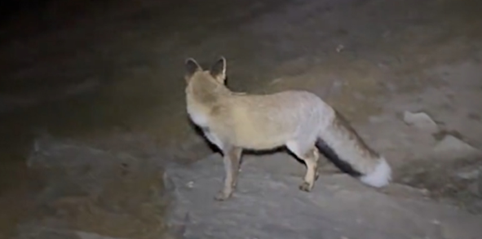 Người đàn ông đi leo núi bị lạc đường, kể lại sự việc ly kỳ được con 'hồ ly' giải cứu Ảnh 3