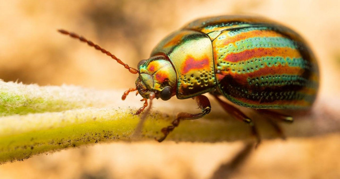 Người đàn ông bị đau một bên tai dữ dội, bác sĩ nội soi thì phát hiện thứ kinh hoàng bên trong Ảnh 1