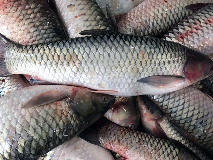Cá trắm cỏ từng bị chê vì mùi tanh bùn nhưng nếu biết cách sơ chế, đây là nguyên liệu của nhiều món ngon. (Ảnh minh họa từ Internet)