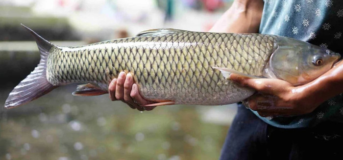 Cá trắm cỏ chế biến nhiều món ngon. (Ảnh minh họa từ Internet)