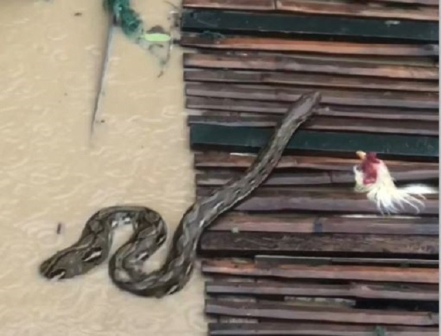 Con 'quái vật' bị nước lũ cuốn vào ngôi làng, người dân hoảng hồn khi chứng kiến Ảnh 2