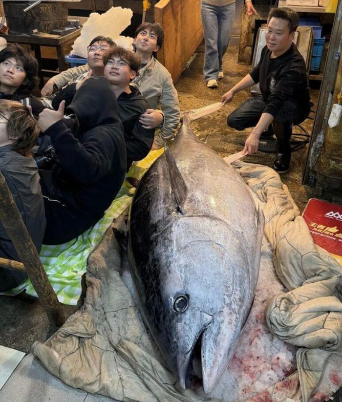 Xuất hiện 'quái vật biển' nặng 280kg gây náo loạn chợ hải sản, 7 người khiêng vẫn chật vật Ảnh 1