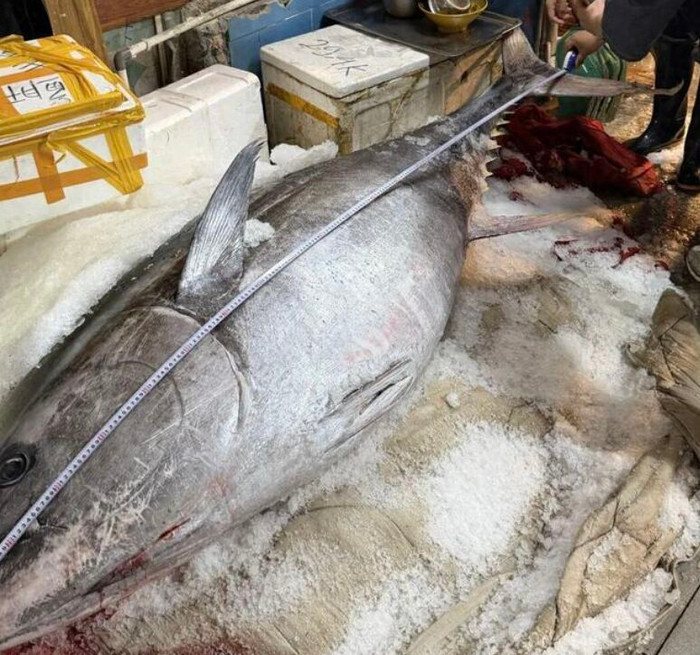 Xuất hiện 'quái vật biển' nặng 280kg gây náo loạn chợ hải sản, 7 người khiêng vẫn chật vật Ảnh 2