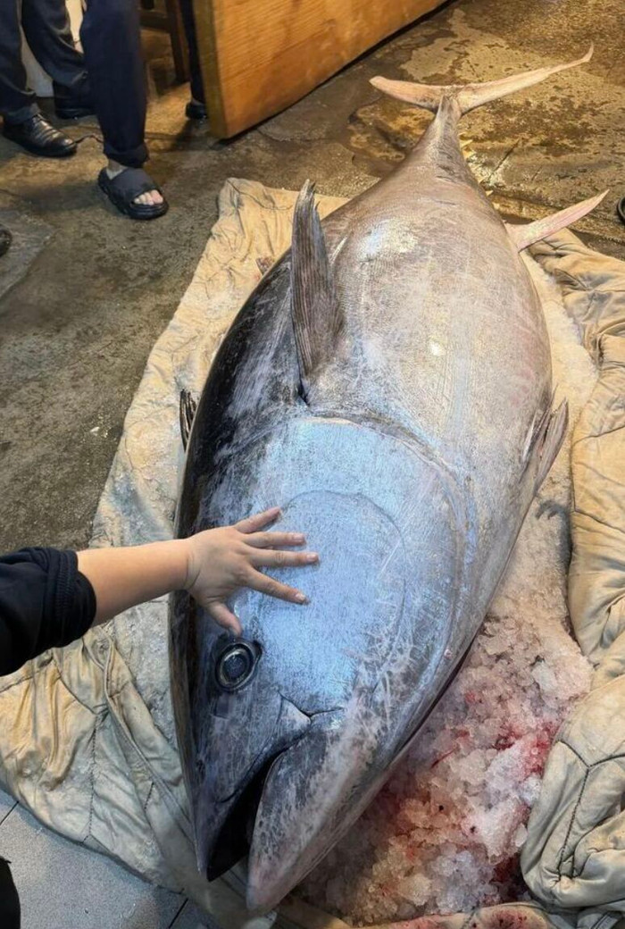 Xuất hiện 'quái vật biển' nặng 280kg gây náo loạn chợ hải sản, 7 người khiêng vẫn chật vật Ảnh 3