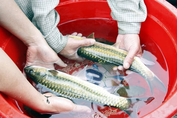 Cá Mỵ giờ đã được đưa vào Sách đỏ Việt Nam. (Nguồn: thoibaovhnt)