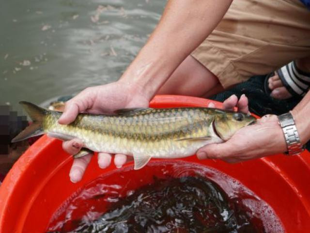 Cá Mỵ - Loài cá chỉ sông Nho Quế có. (Nguồn: thoibaovhnt)