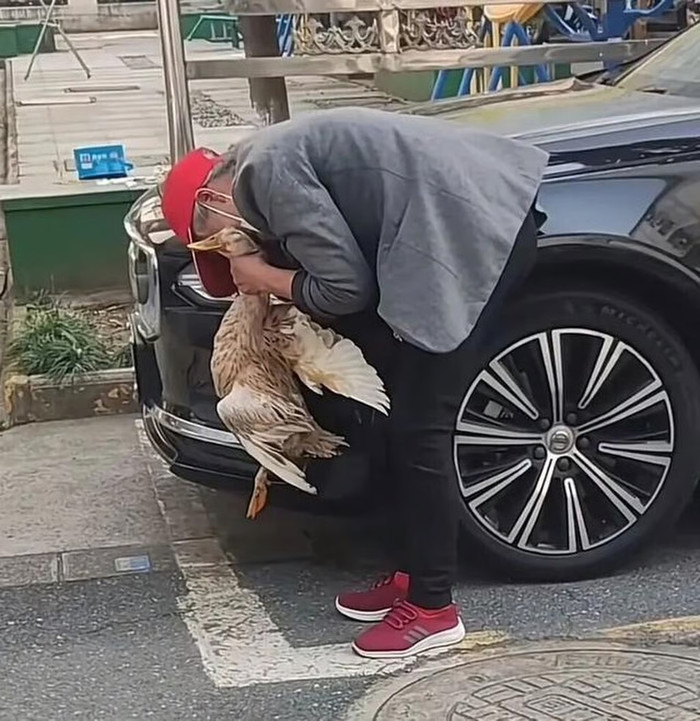Cụ bà ôm con vịt khóc nấc trên đường, biết lý do ai cũng rơi nước mắt Ảnh 1