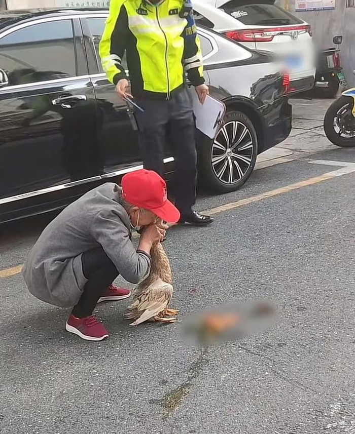 Cụ bà ôm con vịt khóc nấc trên đường, biết lý do ai cũng rơi nước mắt Ảnh 2