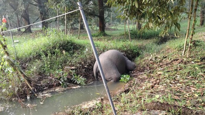 Ba con vật khổng lồ bị điện giật chết trong vườn cây ăn quả, người dân bàng hoàng Ảnh 5
