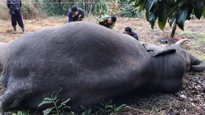 Ba con vật khổng lồ bị điện giật chết trong vườn cây ăn quả, người dân bàng hoàng Ảnh 3