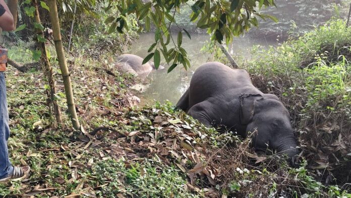 Ba con vật khổng lồ bị điện giật chết trong vườn cây ăn quả, người dân bàng hoàng Ảnh 4