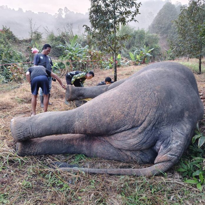 Ba con vật khổng lồ bị điện giật chết trong vườn cây ăn quả, người dân bàng hoàng Ảnh 2