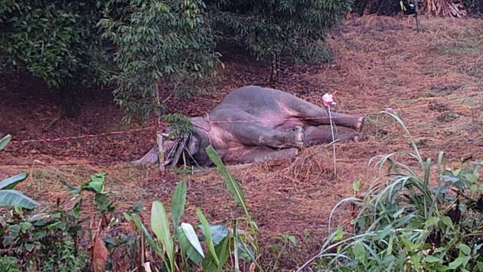 Ba con vật khổng lồ bị điện giật chết trong vườn cây ăn quả, người dân bàng hoàng Ảnh 1
