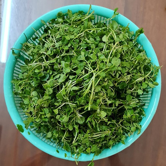 Loại rau Việt Nam được đánh giá tốt nhất thế giới về chống bệnh K, chợ bán chỉ 10 nghìn đồng/bó Ảnh 1