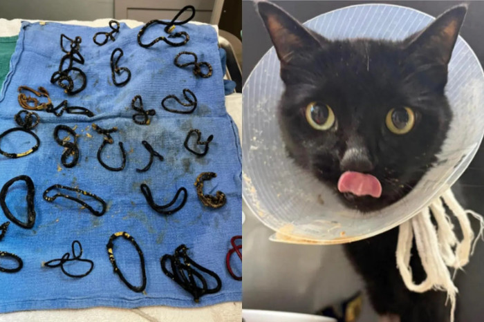 Con mèo bị tắc ruột nghiêm trọng, bác sĩ kiểm tra thì phát hiện sự thật khiến ai cũng bàng hoàng Ảnh 1