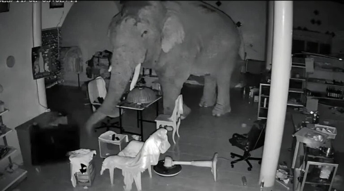 'Vị khách không mời' khổng lồ xông vào cửa hàng lúc nửa đêm, người phụ nữ hoảng sợ nhưng không thể làm gì Ảnh 3