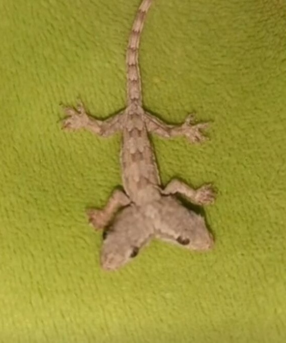 Sinh vật 2 đầu kỳ lạ khiến cư dân mạng tranh cãi dữ dội Ảnh 1