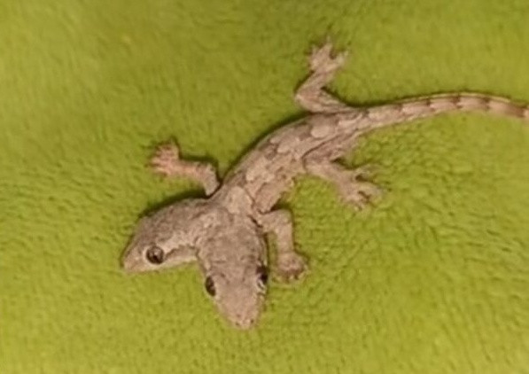 Sinh vật 2 đầu kỳ lạ khiến cư dân mạng tranh cãi dữ dội Ảnh 2