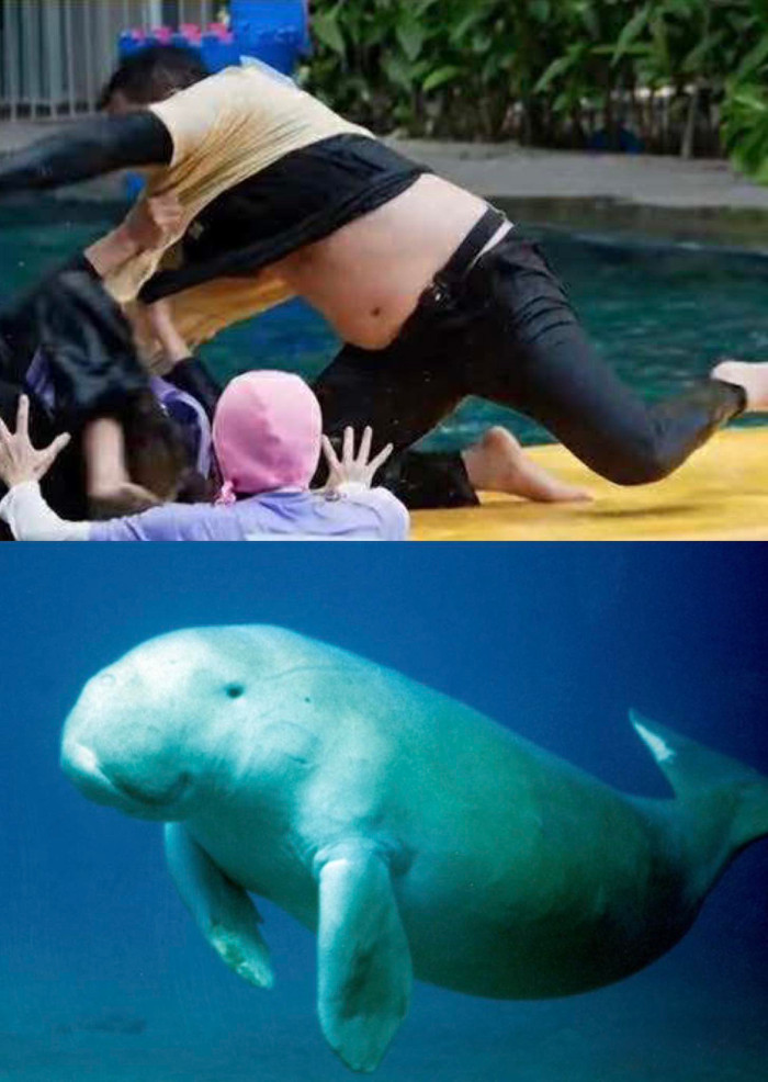 Trước đó Trấn Thành đã tự ghép ảnh bản thân lộ mỡ bụng với ảnh bò biển. Ảnh: FBNV