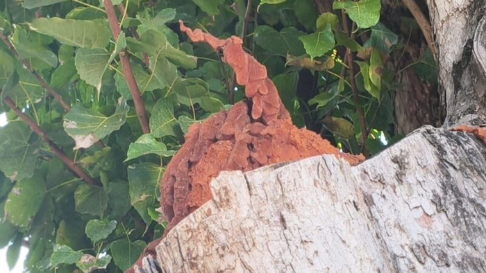 Khối u kỳ lạ xuất hiện trên thân cây bồ đề, người dân đổ xô đến xem Ảnh 2