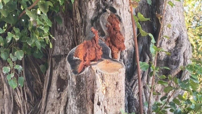 Khối u kỳ lạ xuất hiện trên thân cây bồ đề, người dân đổ xô đến xem Ảnh 1