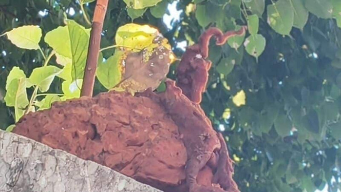 Khối u kỳ lạ xuất hiện trên thân cây bồ đề, người dân đổ xô đến xem Ảnh 3