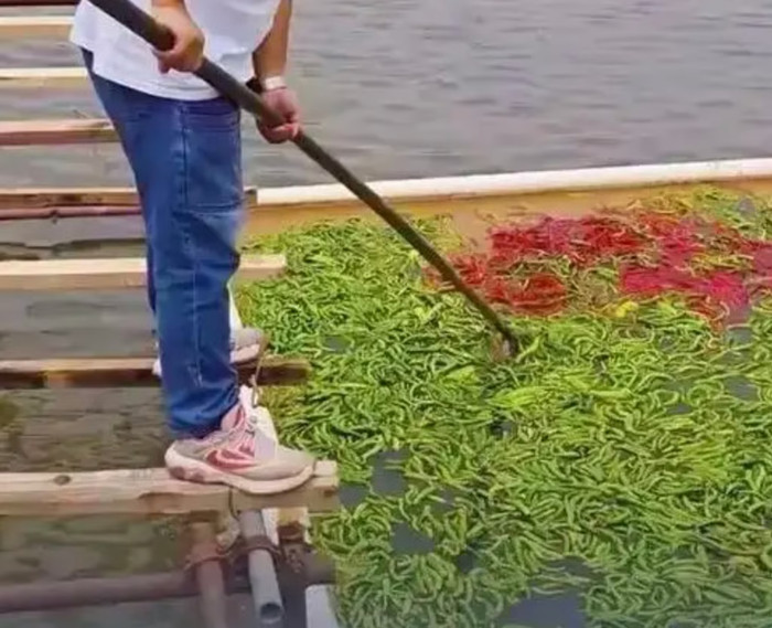 Trang trại nuôi cá gây sốc khi cho ăn 5 tấn ớt mỗi ngày, người chủ giải thích lý do đằng sau Ảnh 3