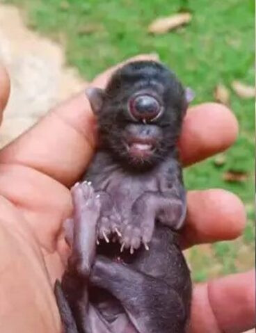 Mèo mẹ đẻ ra đứa con có ngoại hình kỳ dị, chủ nhà sợ hãi khi chứng kiến Ảnh 1