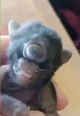 Mèo mẹ đẻ ra đứa con có ngoại hình kỳ dị, chủ nhà sợ hãi khi chứng kiến Ảnh 2