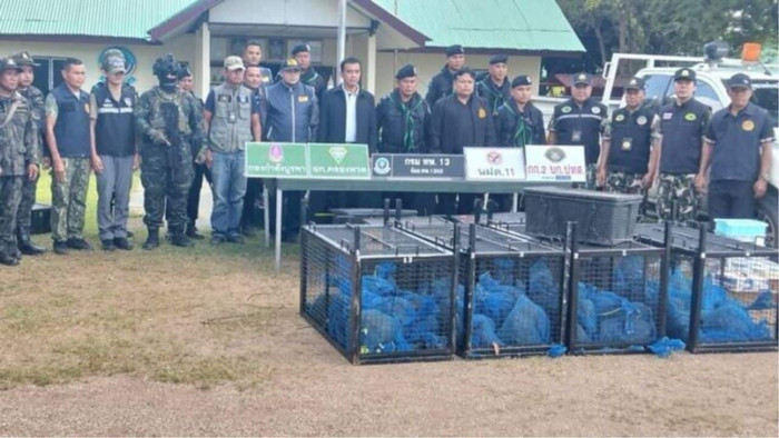 Triệt phá đường dây buôn lậu, giải cứu 143 sinh vật bị nhốt trong túi Ảnh 1