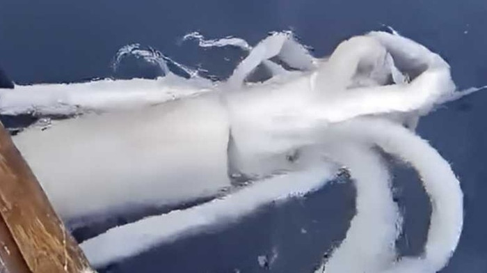 Nhóm ngư dân câu được con 'mực quái vật', kích thước khiến ai cũng sửng sốt Ảnh 2