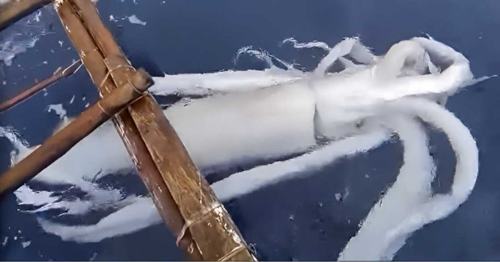 Nhóm ngư dân câu được con 'mực quái vật', kích thước khiến ai cũng sửng sốt Ảnh 1