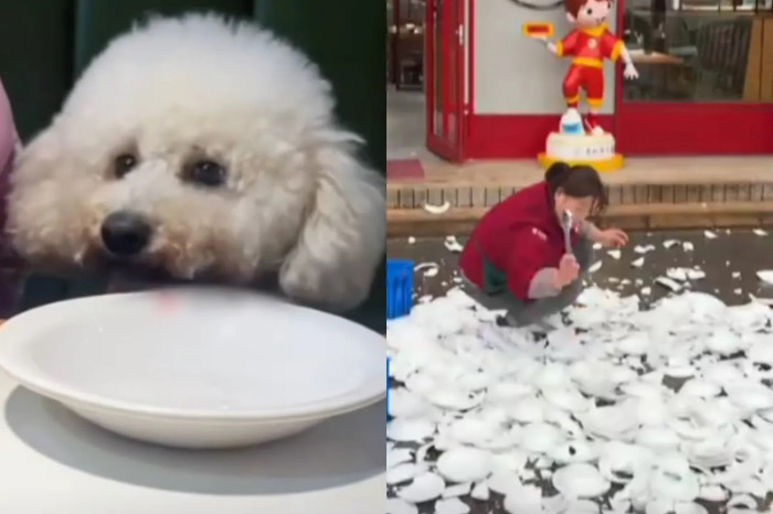Một khách hàng đã quay phim cảnh một con chó đang ăn, và chủ nhà hàng đã đập vỡ toàn bộ đĩa thức ăn. (Ảnh/Ảnh chụp màn hình)