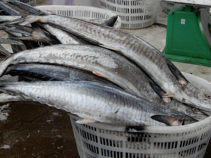 Thường xuyên bổ sung cá thu vào thực đơn hằng ngày giúp bảo vệ sức khỏe. 