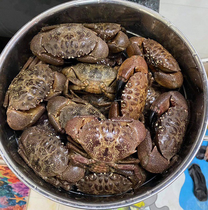 Con cúm có vẻ ngoái không được đẹp mắt nhưng lại là loại hải sản ngon miệng. (Ảnh minh họa từ Internet)