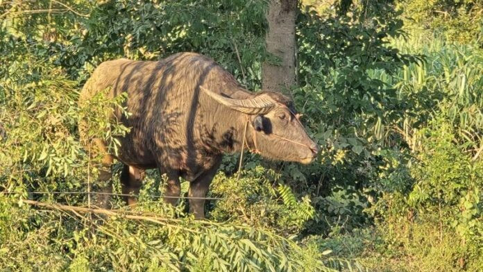 Cha chồng và con dâu bị con trâu nặng 800 ký húc tử vong, hiện trường gây bàng hoàng Ảnh 3