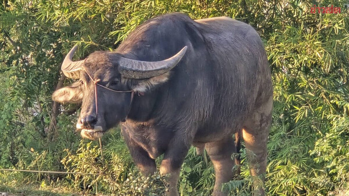 Cha chồng và con dâu bị con trâu nặng 800 ký húc tử vong, hiện trường gây bàng hoàng Ảnh 1