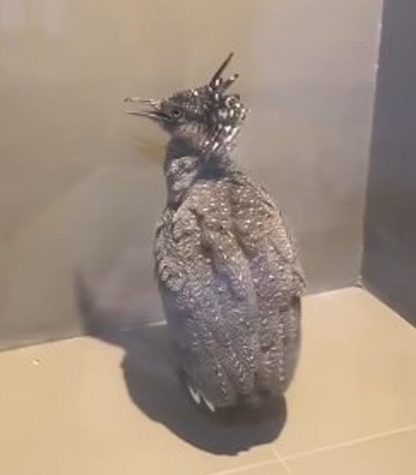 Con chim lạ bay vào đậu ở ban công, chủ nhà sợ hãi cầu cứu cộng đồng mạng Ảnh 1