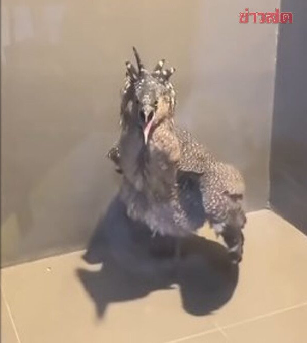 Con chim lạ bay vào đậu ở ban công, chủ nhà sợ hãi cầu cứu cộng đồng mạng Ảnh 2