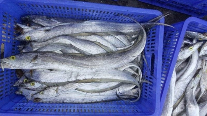 Cá hố có hàm lượng omega-3 cao, tốt cho sức khỏe. (Ảnh minh hõa từ Internet)