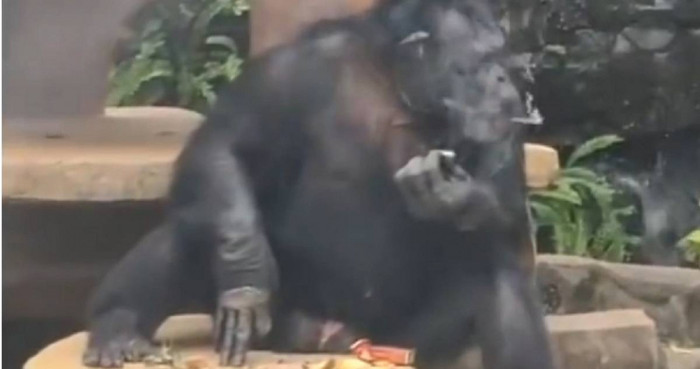 Con vật trong vườn thú bị phát hiện hút thuốc, 'nhả khói' thành thạo khiến cộng đồng mạng xôn xao Ảnh 1