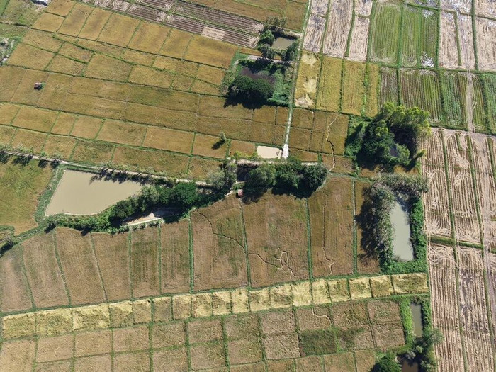 Cánh đồng gần ngôi chùa bỗng có hiện tượng lạ, dân làng đổ xô đến xem Ảnh 3