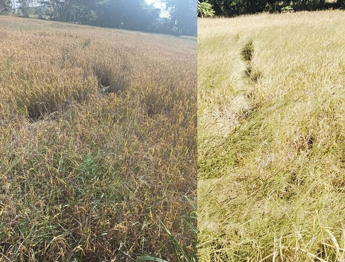 Cánh đồng gần ngôi chùa bỗng có hiện tượng lạ, dân làng đổ xô đến xem Ảnh 1